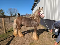 At, Gypsy horse — foto 8