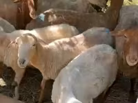 Sheep (batch, sex not specified), Sheep — photo 2