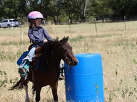 At, Pinto horses — foto 3
