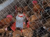 Chickens — photo 3
