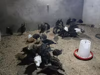 Geniş Sinəli Ağ — foto 1