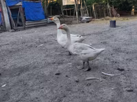 Geese — foto 1