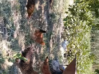 Chickens — foto 3