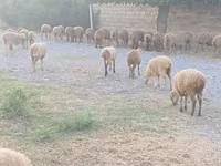 Sheep (batch, sex not specified), Sheep — photo 3