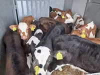 Touro, Simmental cattle — foto 6