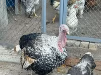 Chickens — Foto 5