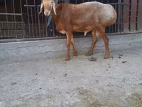 Qoç, Saryarka sheep — foto 1
