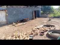 Ducks — photo 2