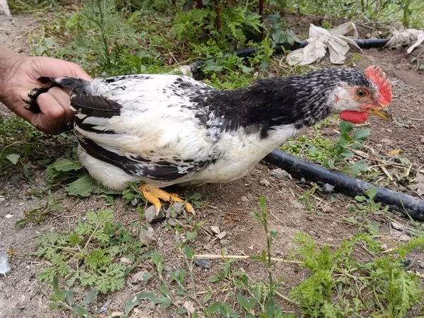 Chickens — Azerbaijan