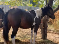Horse (M), French Trotter — photo 1