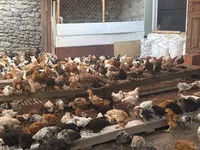Chickens — photo 4