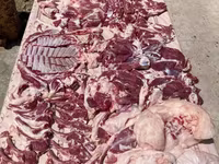 Carnero, Ovejas — foto 6