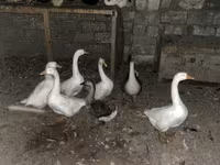 Geese — foto 2