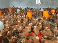 Chickens — Foto 1