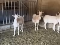 Dişi keçi, Pomellata goat — foto 2