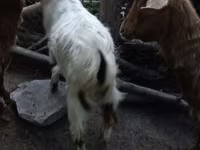 Keçi, Keçilər — foto 1