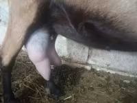 Ziege, Alpine goat — Foto 1