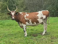 Vaca, Ayrshire — foto 5