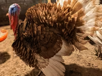 Burbon Qırmızı — foto 4