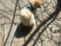 Cins: Pomeranian (Boo tipli) Rəng: Krem/açıq şaftalı Ölçü: Kiçik — الصورة 3