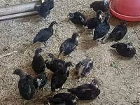 Australorp — photo 1