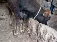 Buğa, Mal-qara — foto 2