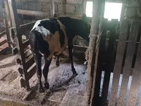 Vaca, Raza Holstein — foto 3