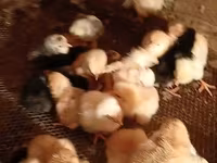 Chickens — photo 3