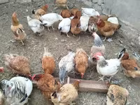 Chickens — Foto 3