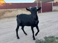 Keçi, Murcia-Granada goats — foto 3