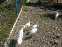 Turkeys — photo 3