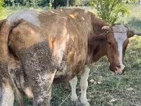 गाय, Simmental cattle — फ़ोटो 4