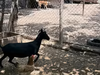 Dişi keçi, Murcia-Granada goats — foto 8