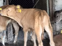 Bull, Aberdeen-Angus — photo 1