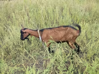 Dişi keçi, Alpine goat — foto 1