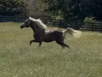 Horse (M), Rocky Mountain Horse — photo 7