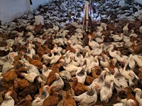 Chickens — photo 3