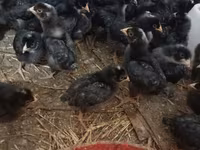Chickens — 照片 2