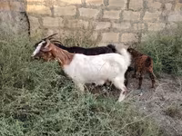 Cabra, Cabras — foto 2