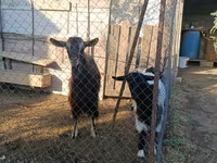 Goat, Goats — photo 1