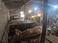 गाय, मवेशी — फ़ोटो 3