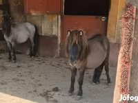 Toychoq, Shetland Pony — 1-rasm
