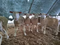 Oveja, Ile-de-France sheep — foto 1