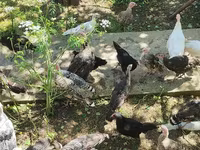 Turkeys — photo 4