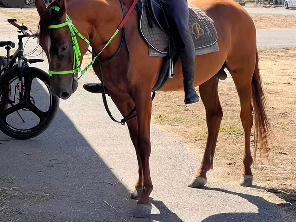 At, Karabakh horse