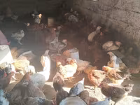 Chickens — foto 5