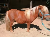 Horse (M), Shetland Pony — photo 4