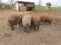 Schweine (Partie, Geschlecht nicht angegeben) — Foto 2