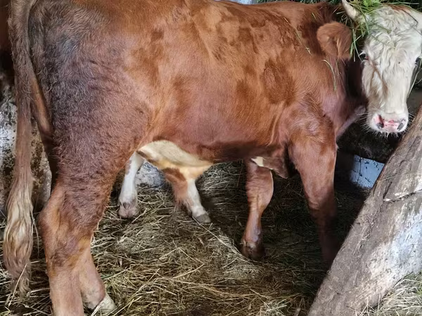 Býk, Simmental cattle