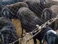 Billy Goat, Goats — photo 2